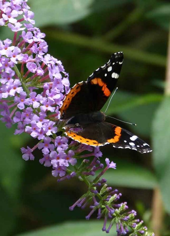 webbutterflyP1020542_4813.jpg