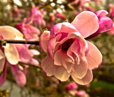 web-magnolia-pink-bbg-452011119.jpg
