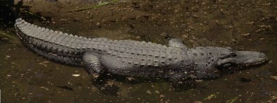 webaligator_Panorama1.jpg