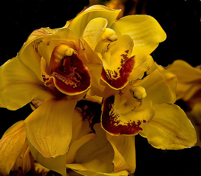 webyellow-orchidDSC05695-2.jpg