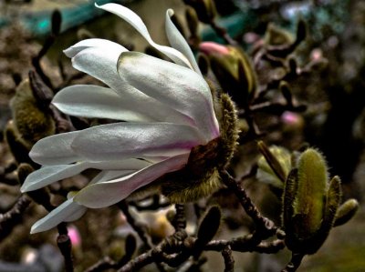 webfirst-magnolia-DSC06234.jpg