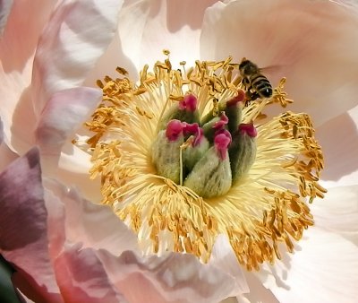 bee1363.jpg
