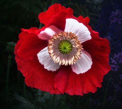 webpoppy008.jpg