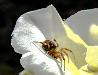 webspoder amid petalsDSCN5794_1153.jpg