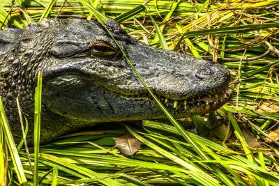 webgator-in-grassP1020502_4773.jpg