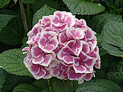 blossomDSC03510.jpg