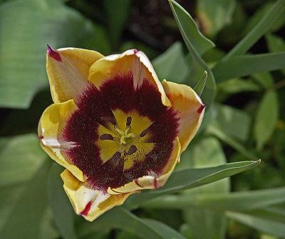 tuliptopDSC03511.jpg