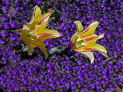 tulipsinpurpleDSC03248.jpg