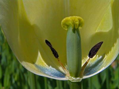 tulipcenterDSC03346.jpg