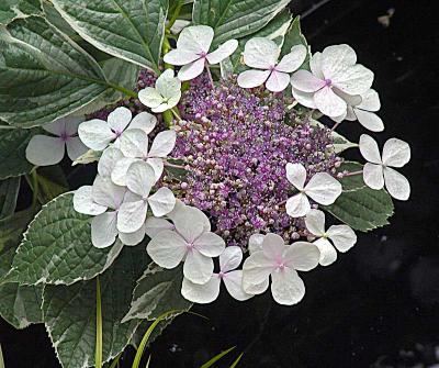 blossomDSC03474.jpg