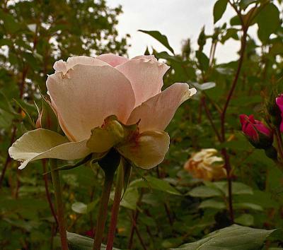 roseDSC04856.jpg