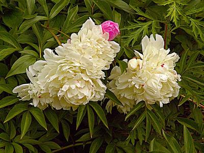 twoandhalfblossomsDSC04831.jpg