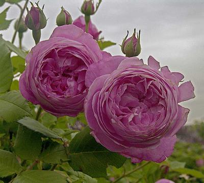 twoearlyrosesDSC04772.jpg