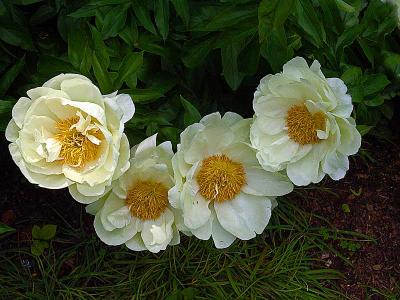 4flowerDSC05036.jpg