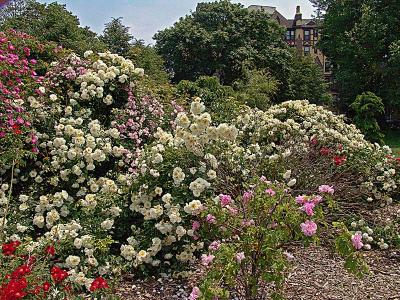gardenDSC05349.jpg