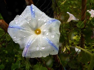 wet-blossomDSC05716.jpg