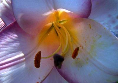 innerflowerDSC06945.jpg