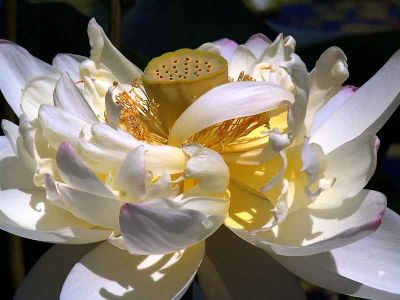lotusDSC07689.jpg