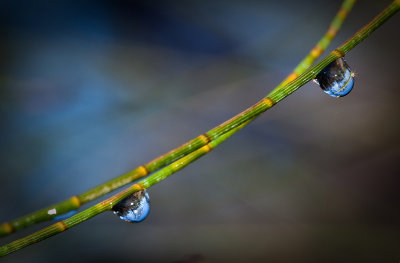 Early morning dew