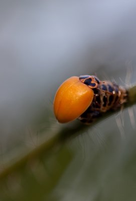 Ladybird hatching from its pupa