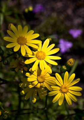 Variable Groundsel