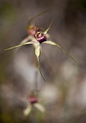 Spider Orchid