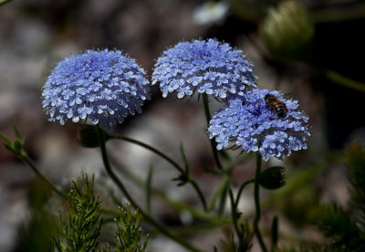 Trachymene coerulea