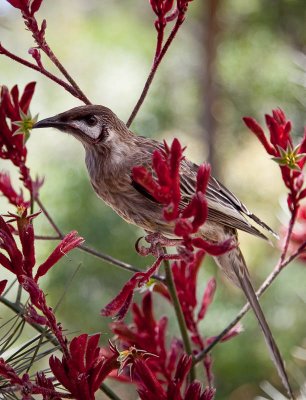 Red wattle bird