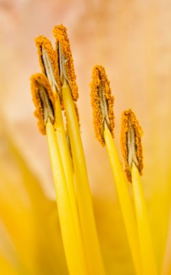 Day lily anthers