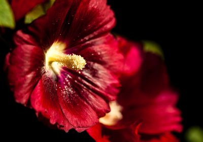 Hollyhock in Christmas colours