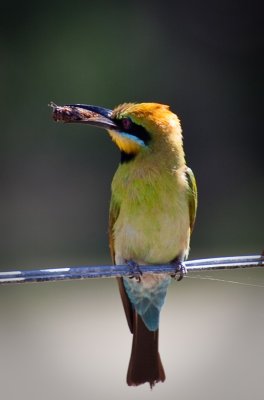 Cricket for lunch today