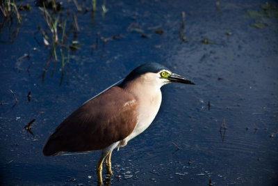 Night Heron