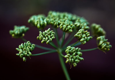 Parsley, gone to seed