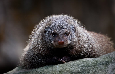 The Stare of the Mongoose