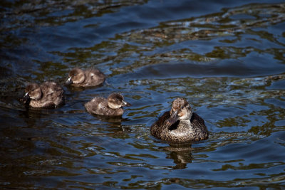 Female Musk duck and her young