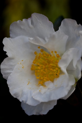 The first  Camellia