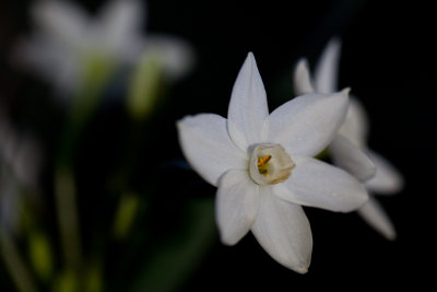 Paperwhites