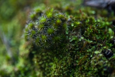 Mossy universe