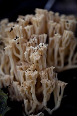 Fungi