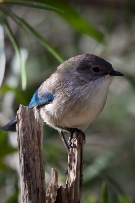 Splendid Fairy Wren