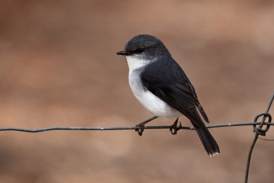 White-Breasted Robin