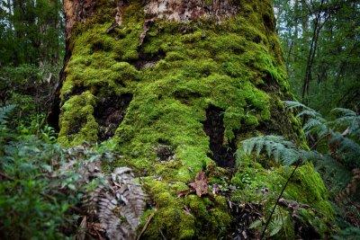 Mighty tree in the Karri forest