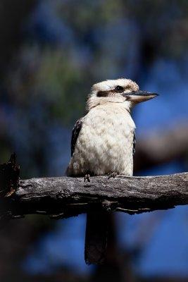 Kookaburra