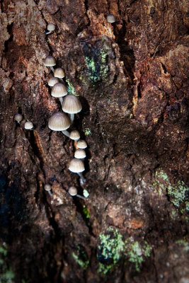 Tiny fungi