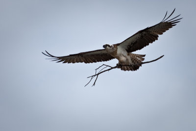 OSPREY