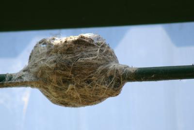 Willy wagtails nest