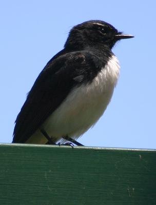 Nov 9. Willy wagtail