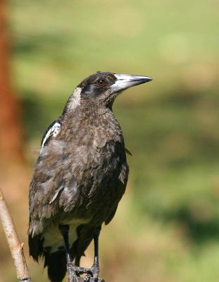 Nov 17. juvenile Australian magpie.