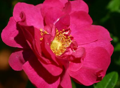 Nov 20. Red rose of Lancaster