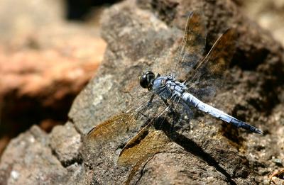 April 25. Orthetrum caledonicum (Blue Skimmer)